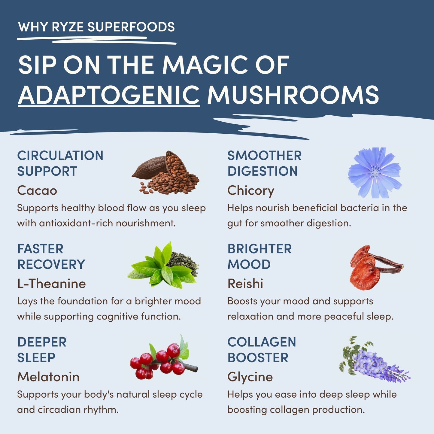 Mushroom Hot Cocoa (1 Pack - 20 Servings)